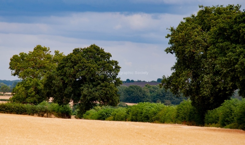 Field Corner, by John Prentice