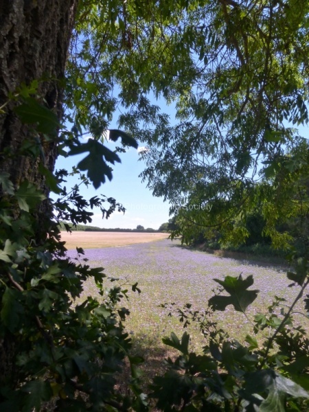Purple Field View, by Miggy Wild