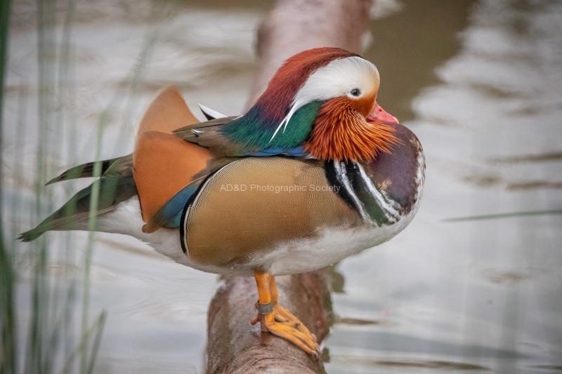 mandarin - John Cavana