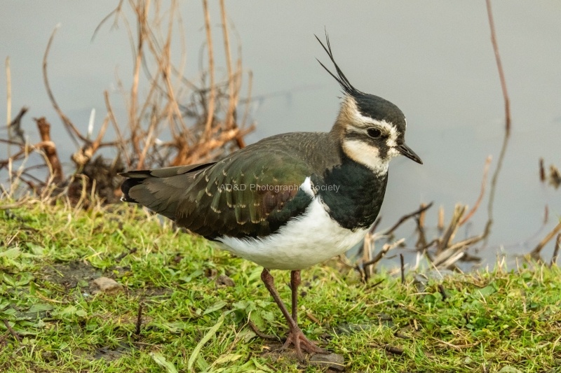 Lapwing - Richard Broadbent