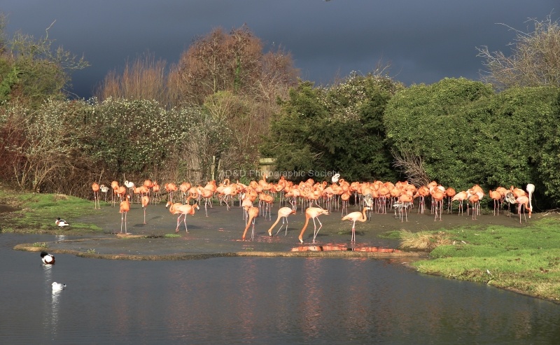 Slimbridge 1 - Maureen Tyrrell