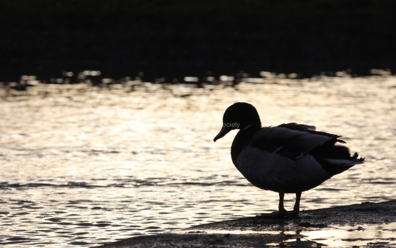 Slimbridge 2 - Maureen Tyrrell