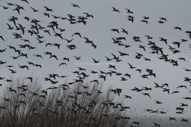 Taking Flight - Neil Grantham