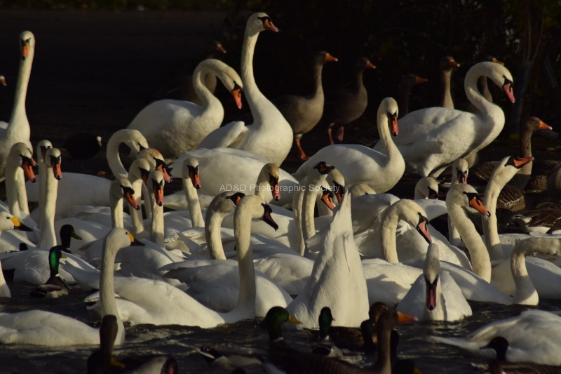 Feeding time - Neil Grantham