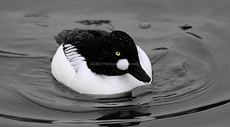 Slimbridge 4 - Maureen Tyrrell