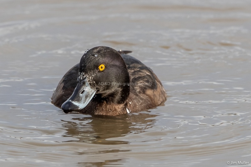 Slimbridge-4 - Jim Muller
