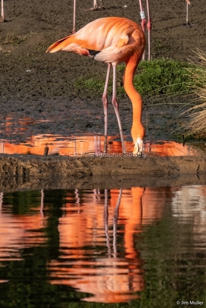 Slimbridge-23 - Jim Muller