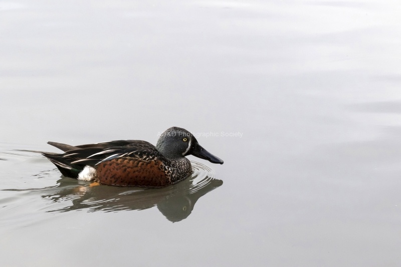 Australasian Shoveller, by Colin Lamb