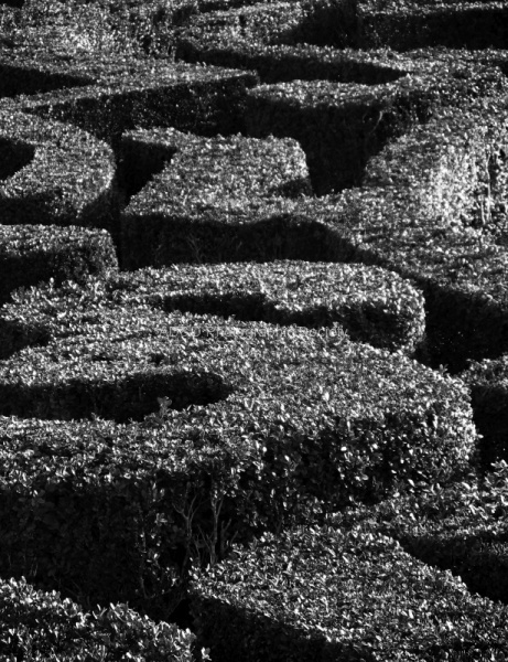 Knot garden pattern, by Paul Brewerton