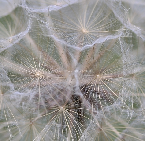 Seed Head, by Maureen Tyrrell
