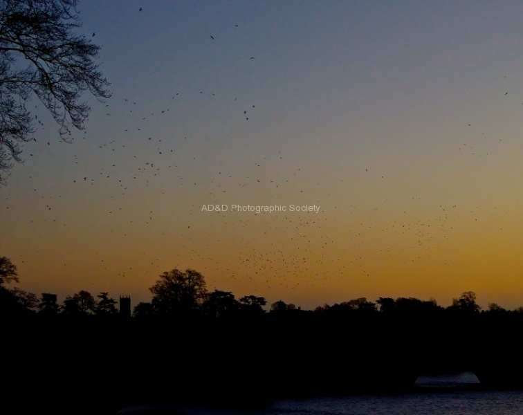 Birds at sunrise, by Miggy Wild