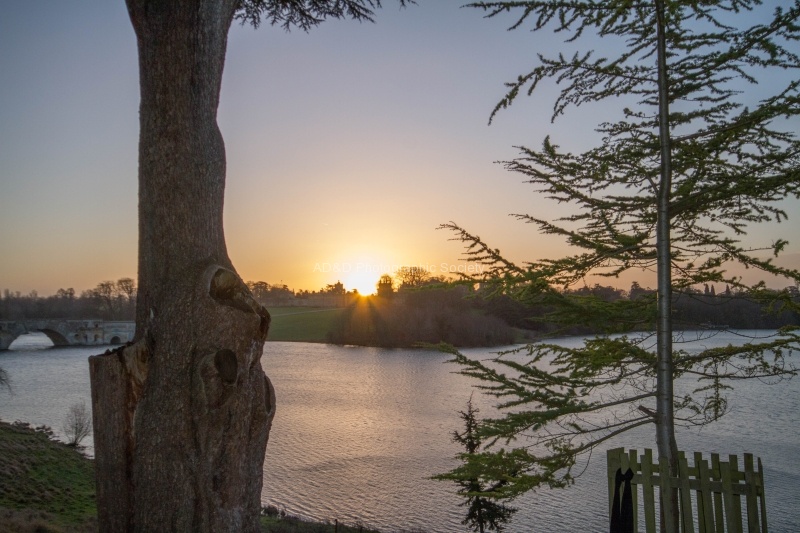 Blenheim sunrise through trees, by Miggy Wild