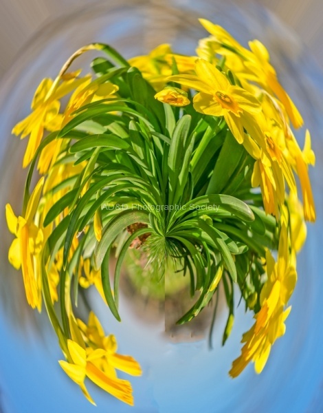 John Cavana - daff