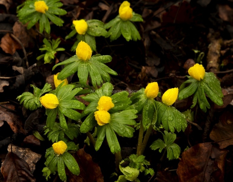 No. 1. Aconites, by Paul Brewerton