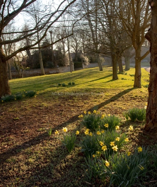 Daffodils on the Green, by Phil Le Mare