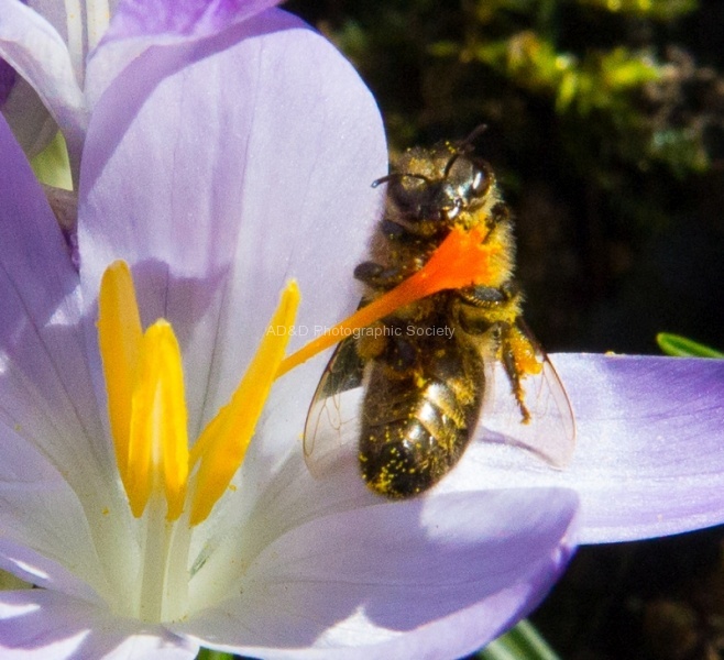 Bee on Crocus, by Nick Hardwick