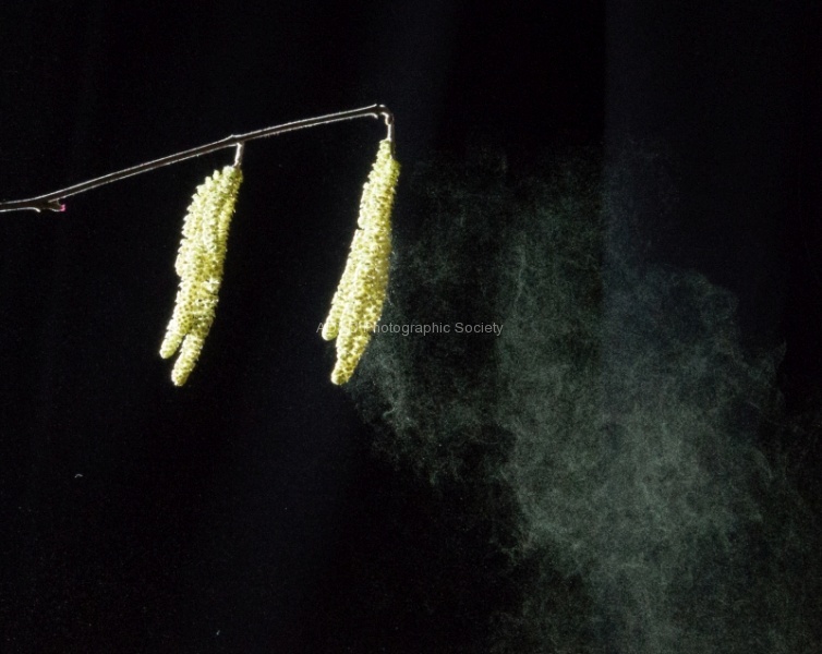 Hazel pollen, by Nick Hardwick