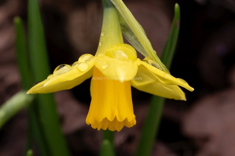 Yellow 3, by Colin Lamb