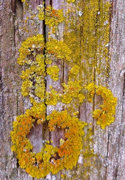 Yellow moss, by Miggy Wild