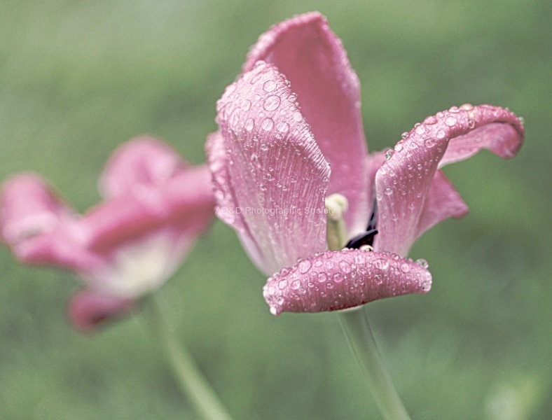 Raindrops on Flower, by Maureen Tyrrell