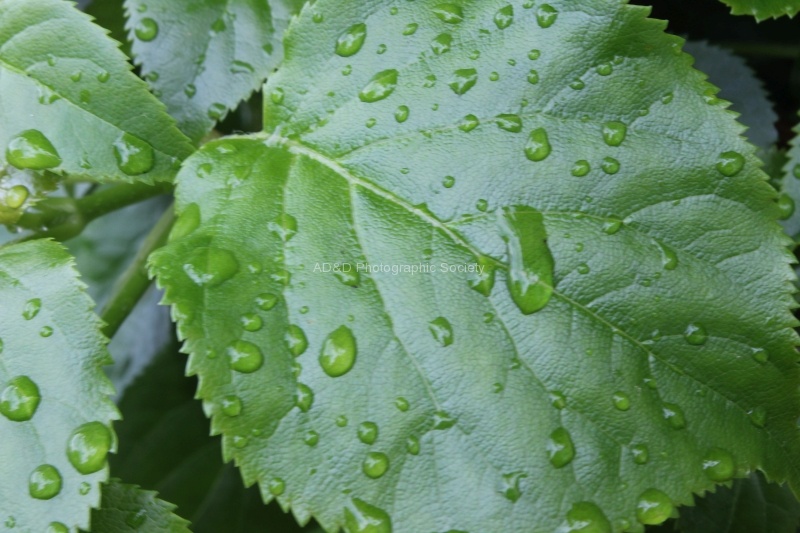 Leaves and Rain, by Meriel Flux