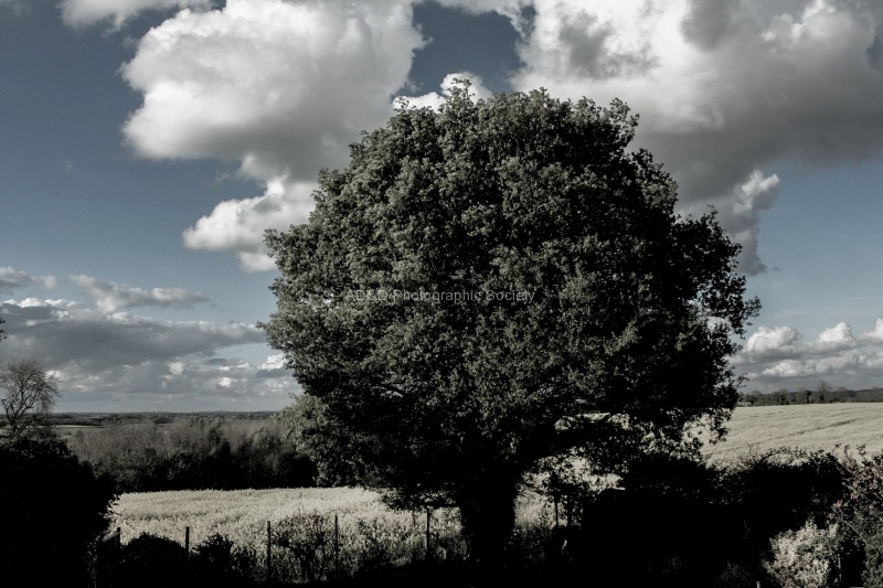 Oak weather, by Meriel FLux
