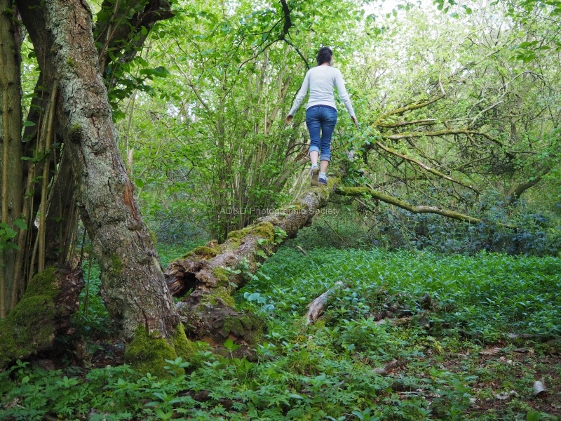 Treetop Walk, by Beckie Lewis