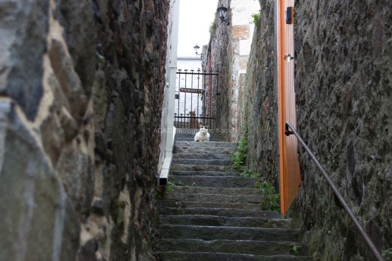Cat on stairs, by Ann Moyce