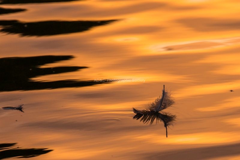 Jim Muller - Reflections-5