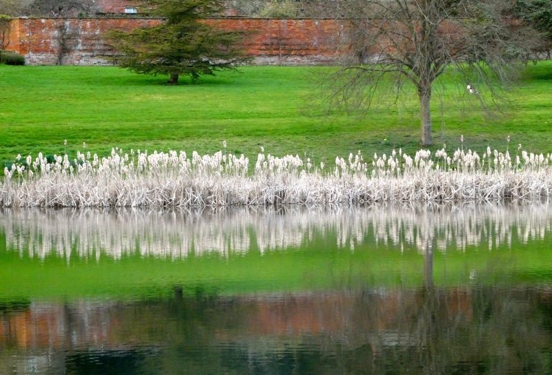 Miggy Wild - Rushes reflection