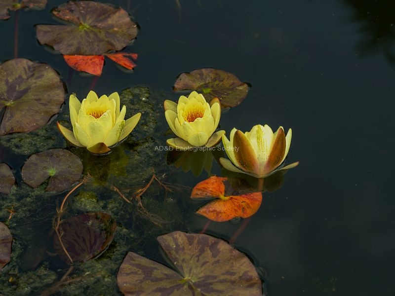 Paul Brewerton - Lilies