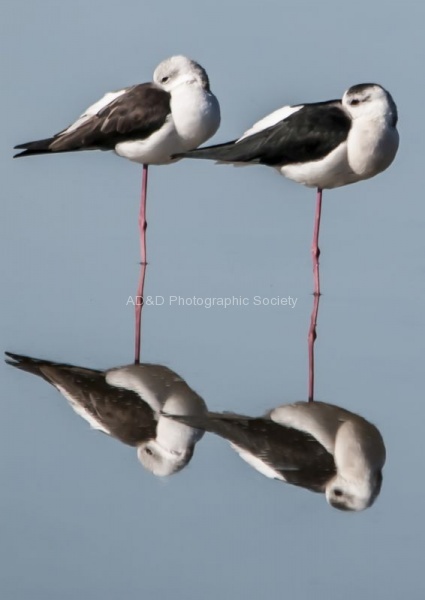 John Emmett - Black-winged Stilts