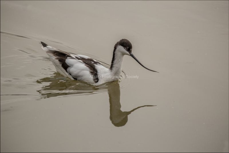 Paul Brewerton - Slimbridge