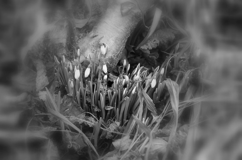 Black White 15 John P2