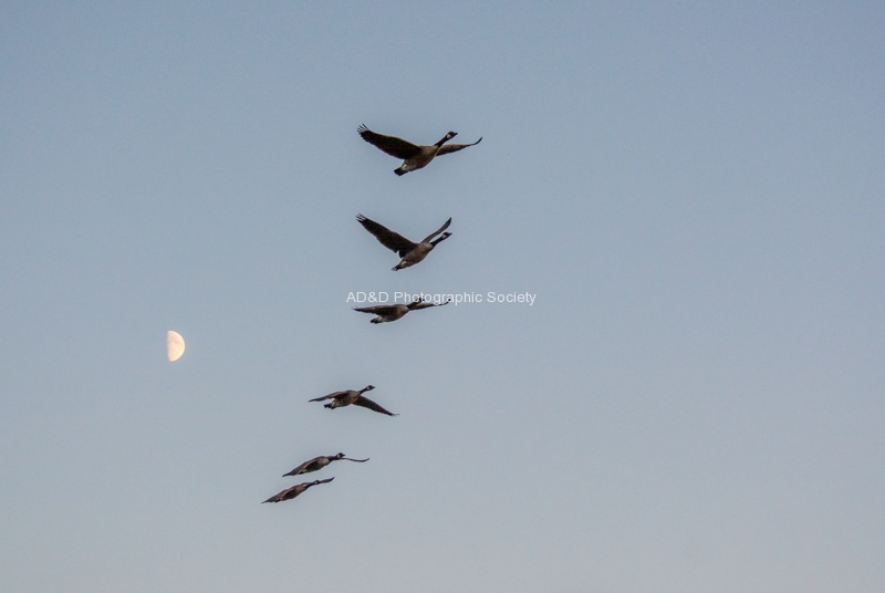 Gail Geese 1.jpg