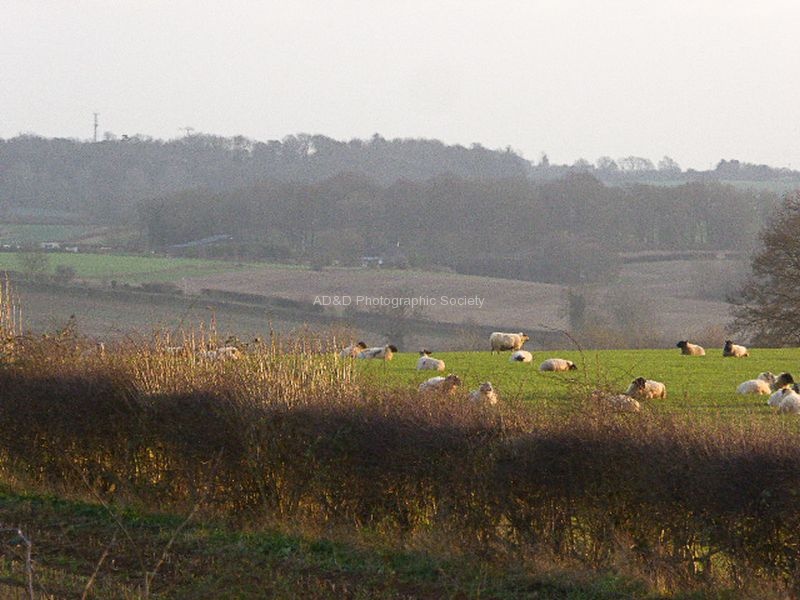 JohnP 2 Sheep