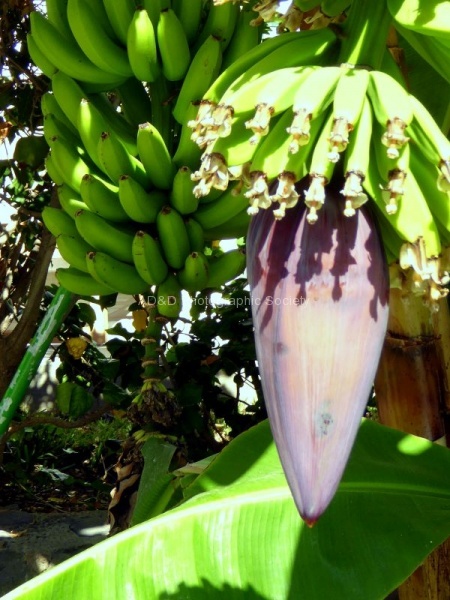JohnP banana