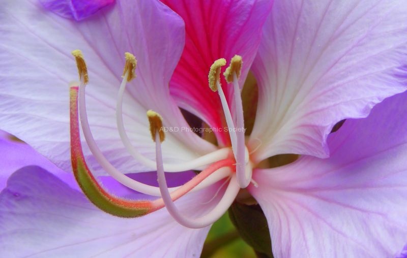 Purple 18 John P2