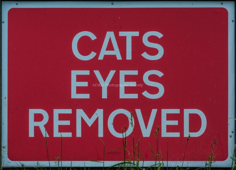 Wendy Meagher - 2-Cats Eyes Removed