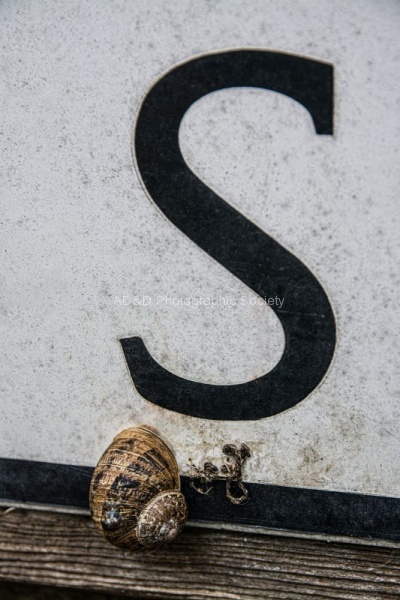 Wendy Meagher - 5-S for Snail