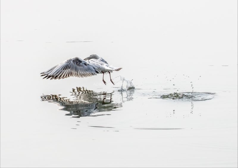 Andreas Klatt - Take-off - a tern rising from the