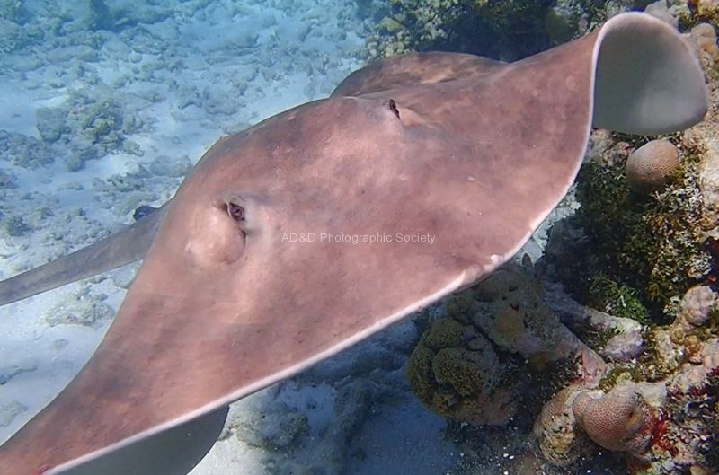 Chris Dean - A Curious Stingray