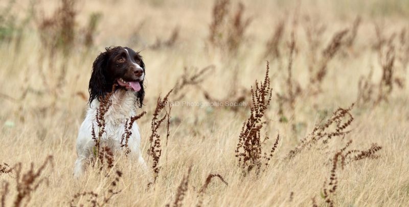 Courtney Killpack - Dog In Grass