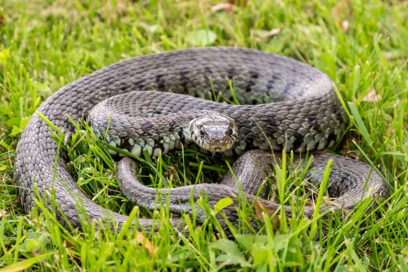 Jim Muller - Face to face with a Grass Snake