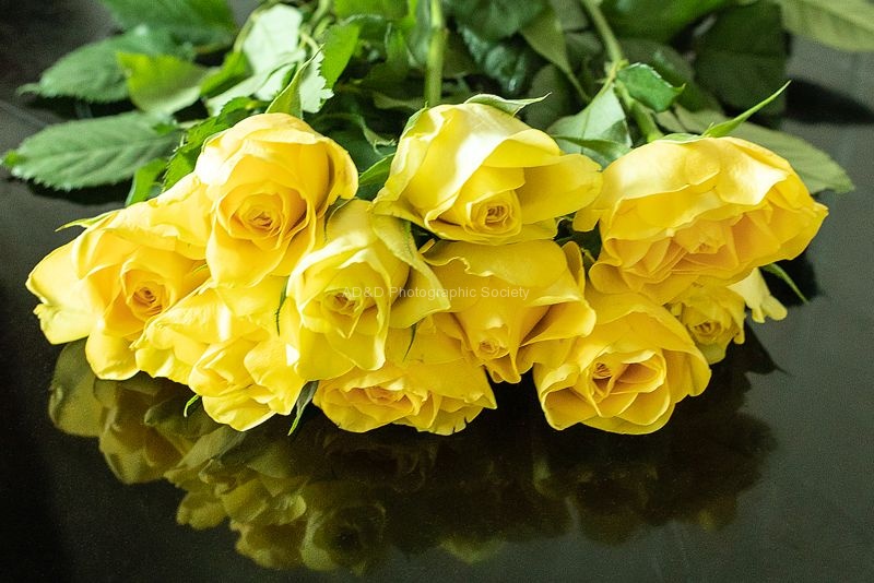 Khatija Barday-Wood - Roses for Joy