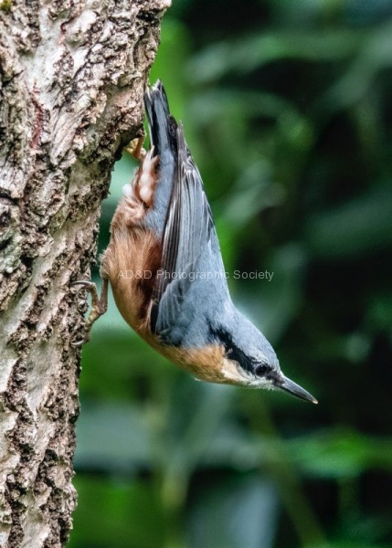 Richard Broadbent - Nuthatch