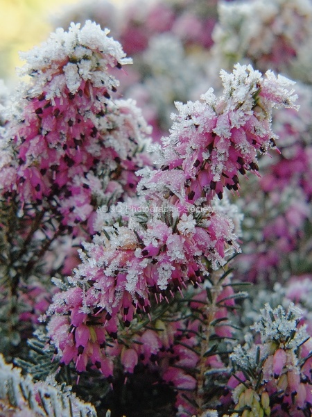Winter flowering heather