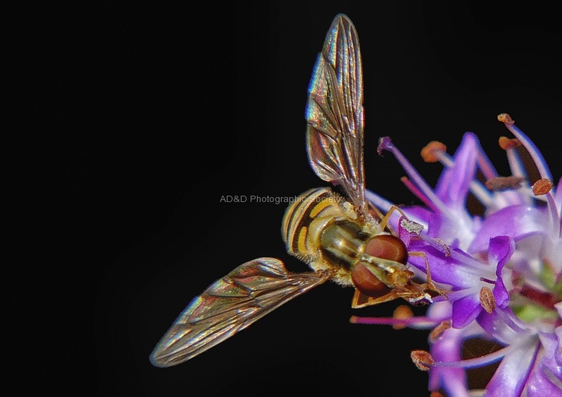 Iridescence