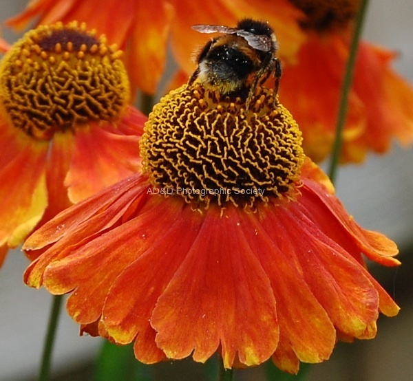 Wendy_Meagher_-_Bumblebee_on_Helenium.JPG