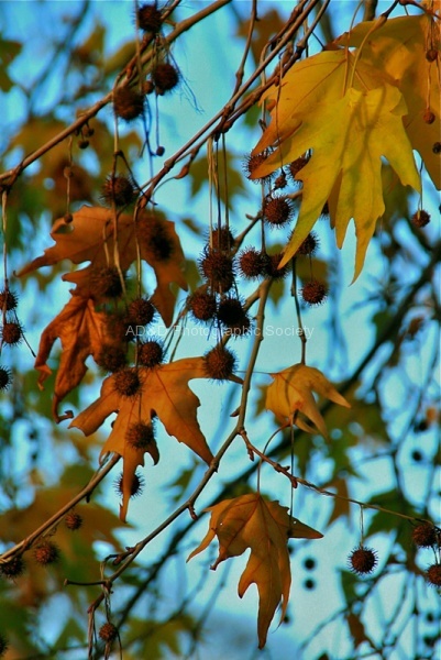 Autumn Fruits.jpg